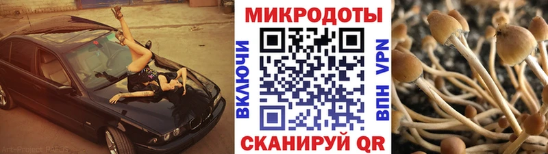 Псилоцибиновые грибы Psilocybe  купить  цена  Ужур 